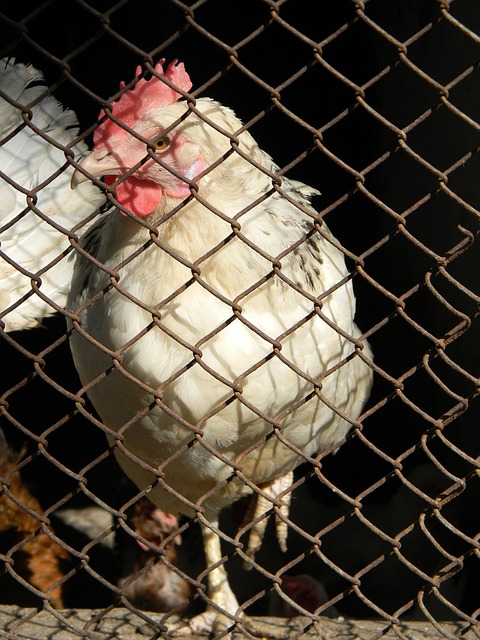 教经验将为 教经验将为